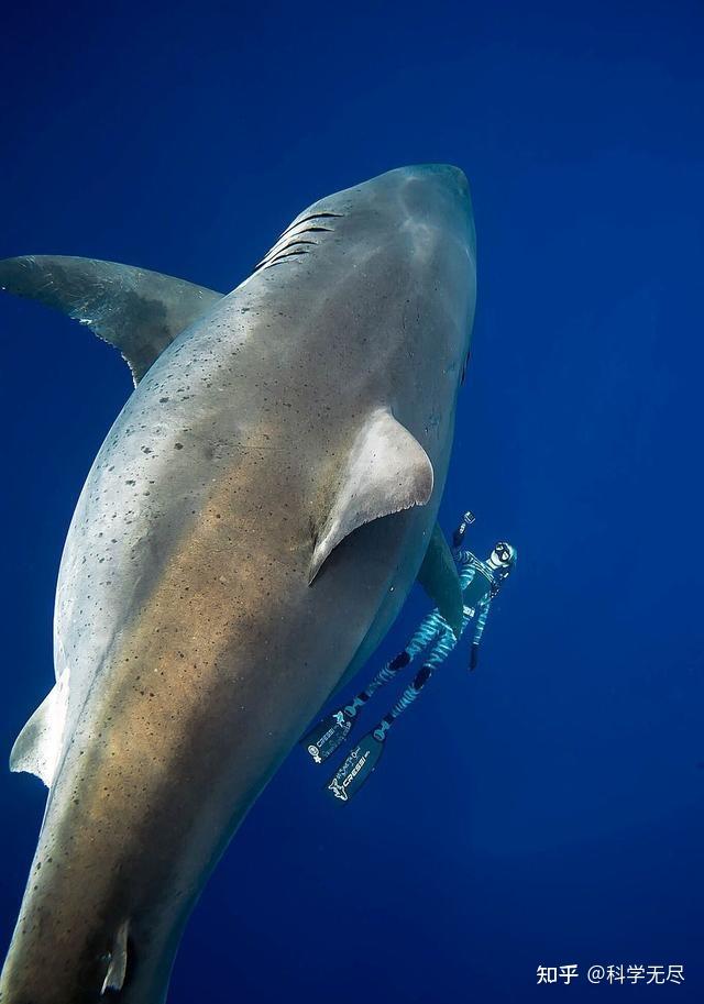 鲨鱼为什么不吃海豚