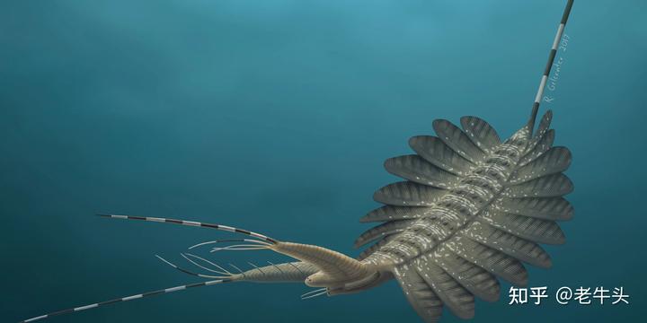 节肢动物，恐虾纲，异虫纲三者之间的演化关系是怎样的？