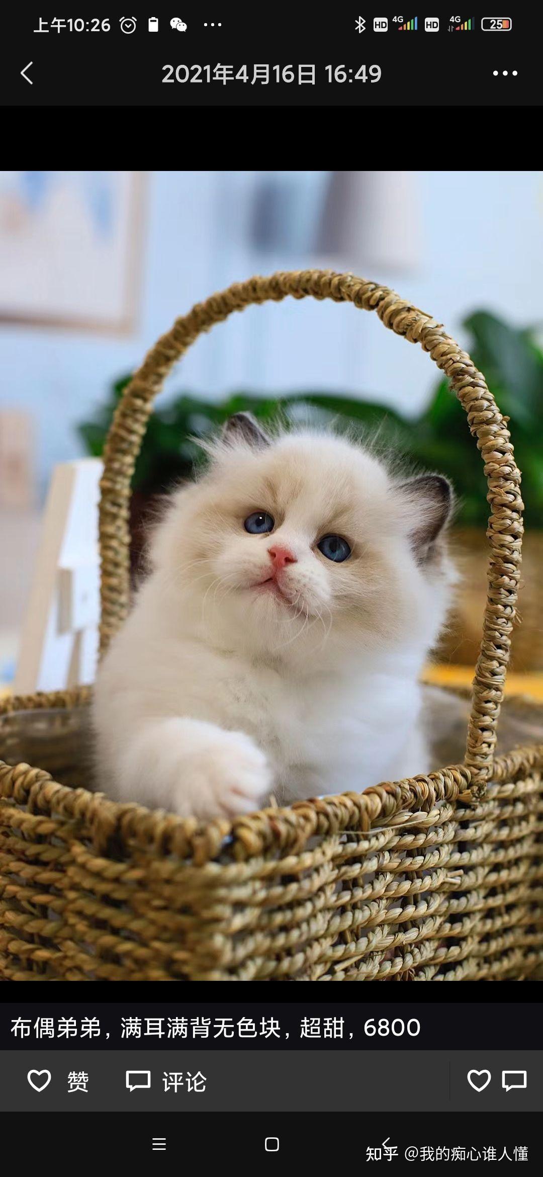 两个月大的小布偶这个面相值多少钱