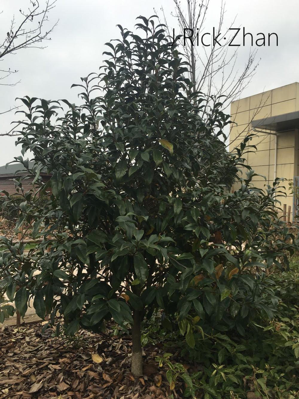 (园林造景)景观植物的应用——灌木之美 - 知乎