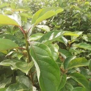 香樟叶：自然草本中的药用瑰宝 - 知乎
