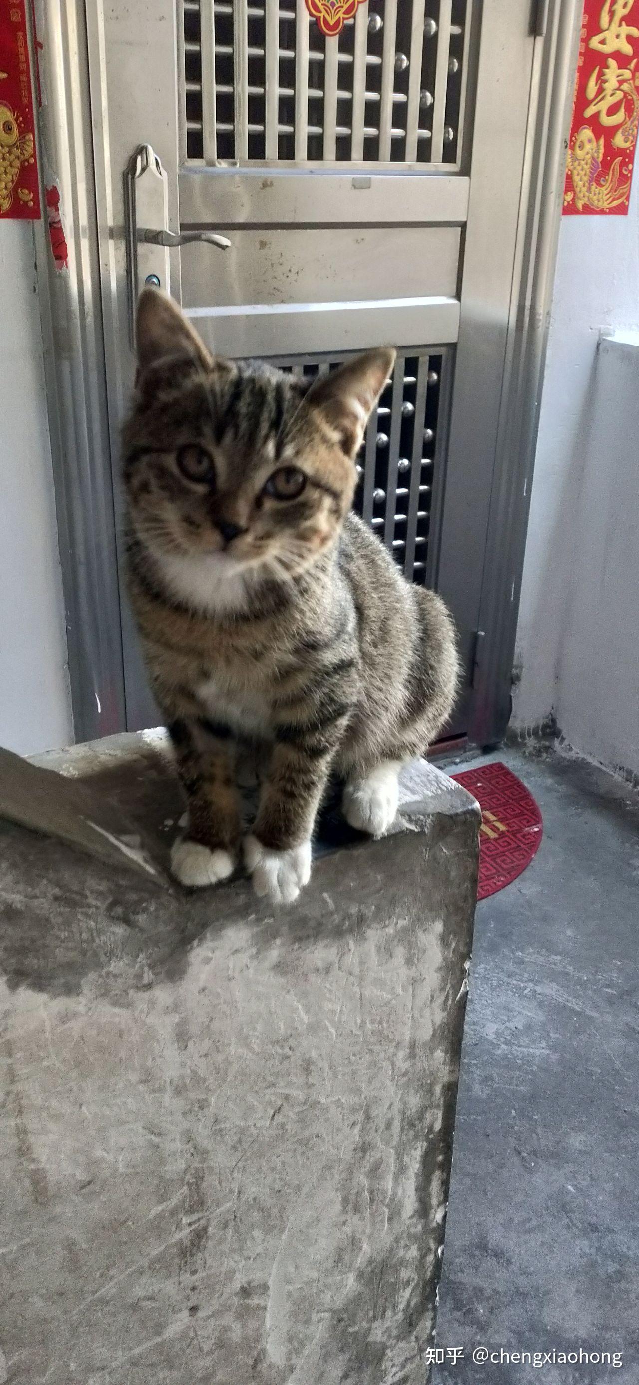 白餐巾白手套的狸花猫能有多漂亮? - 知乎