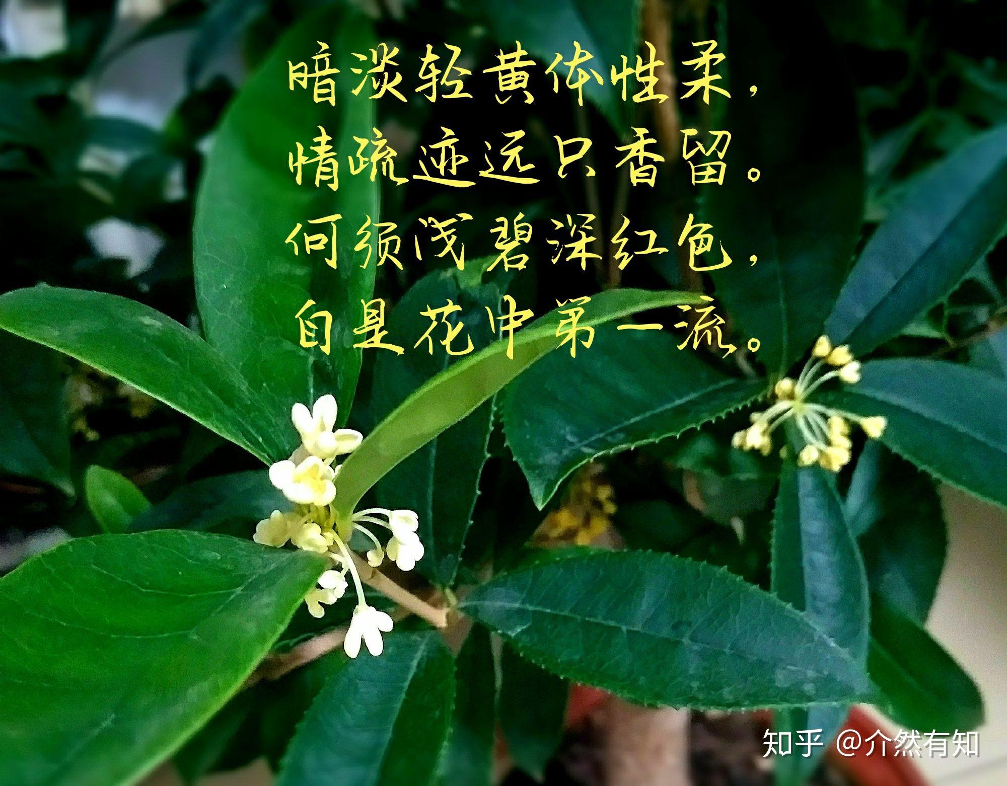 你收藏了多少古人描寫桂花的古詩詞