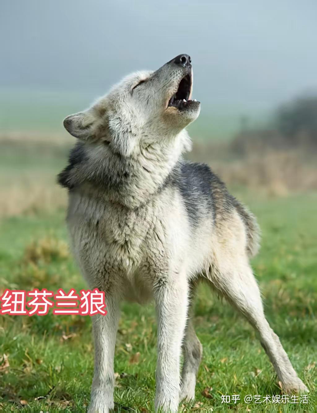 灰狼的40个亚种,它们曾经辉煌的生活在世界的各个角落 - 知乎