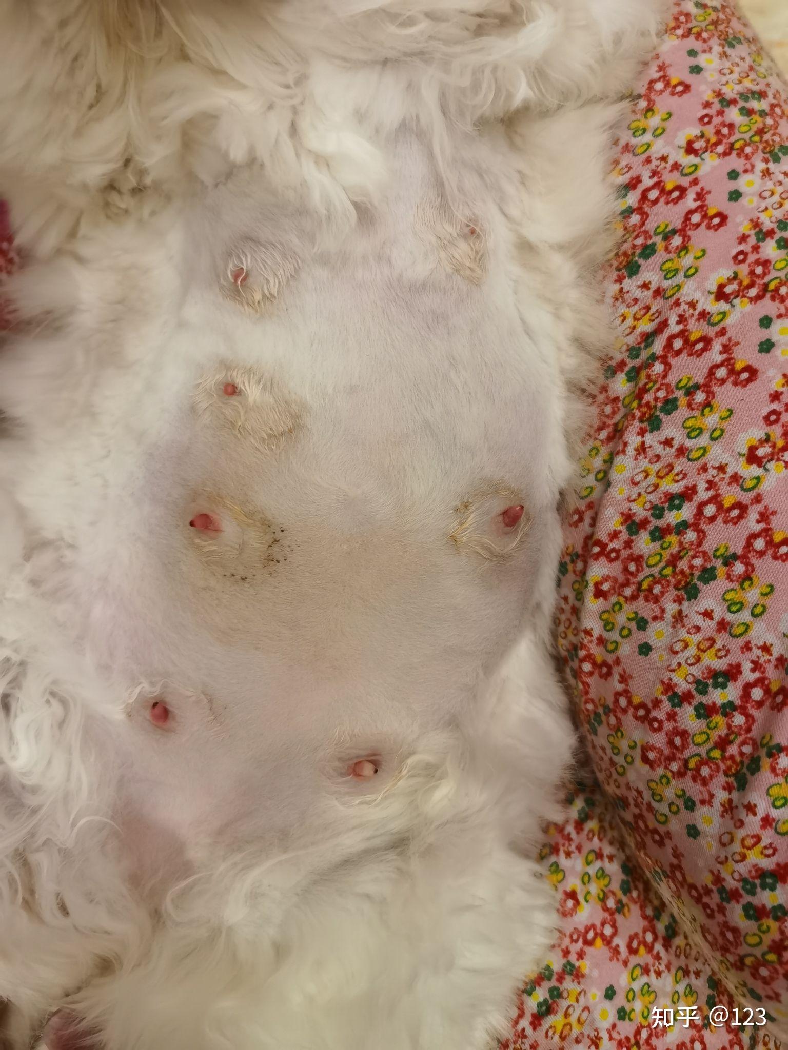 母猫乳头出血正常吗?刚刚生完小猫5天? - 知乎