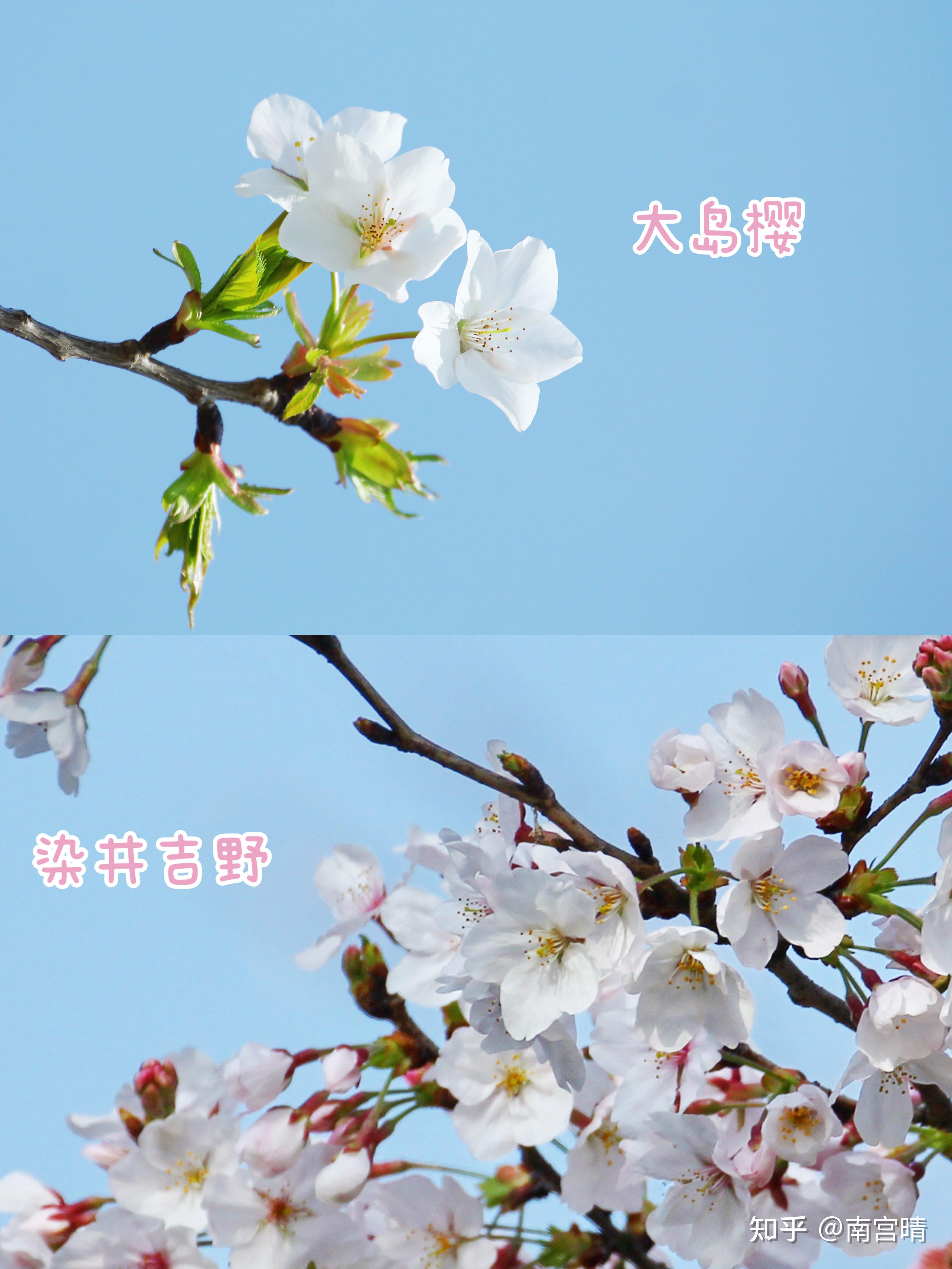 春季常见樱花有哪些?如何区分早樱、中樱、晚樱? - 知乎