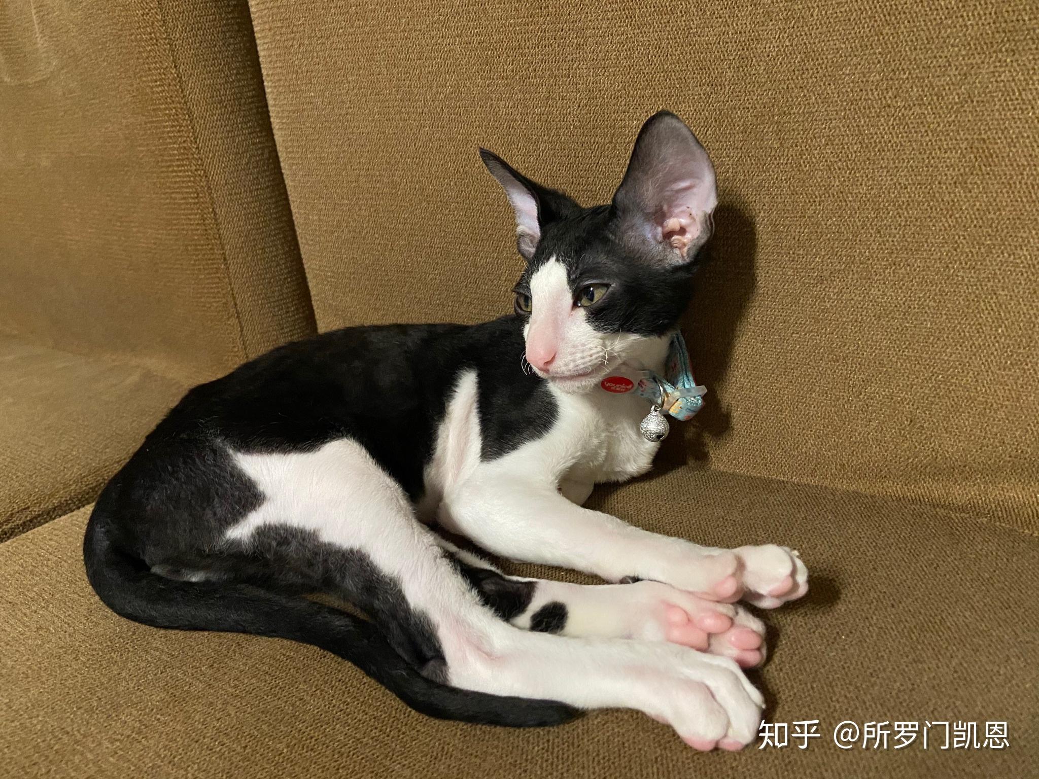 如何养柯尼斯卷毛猫