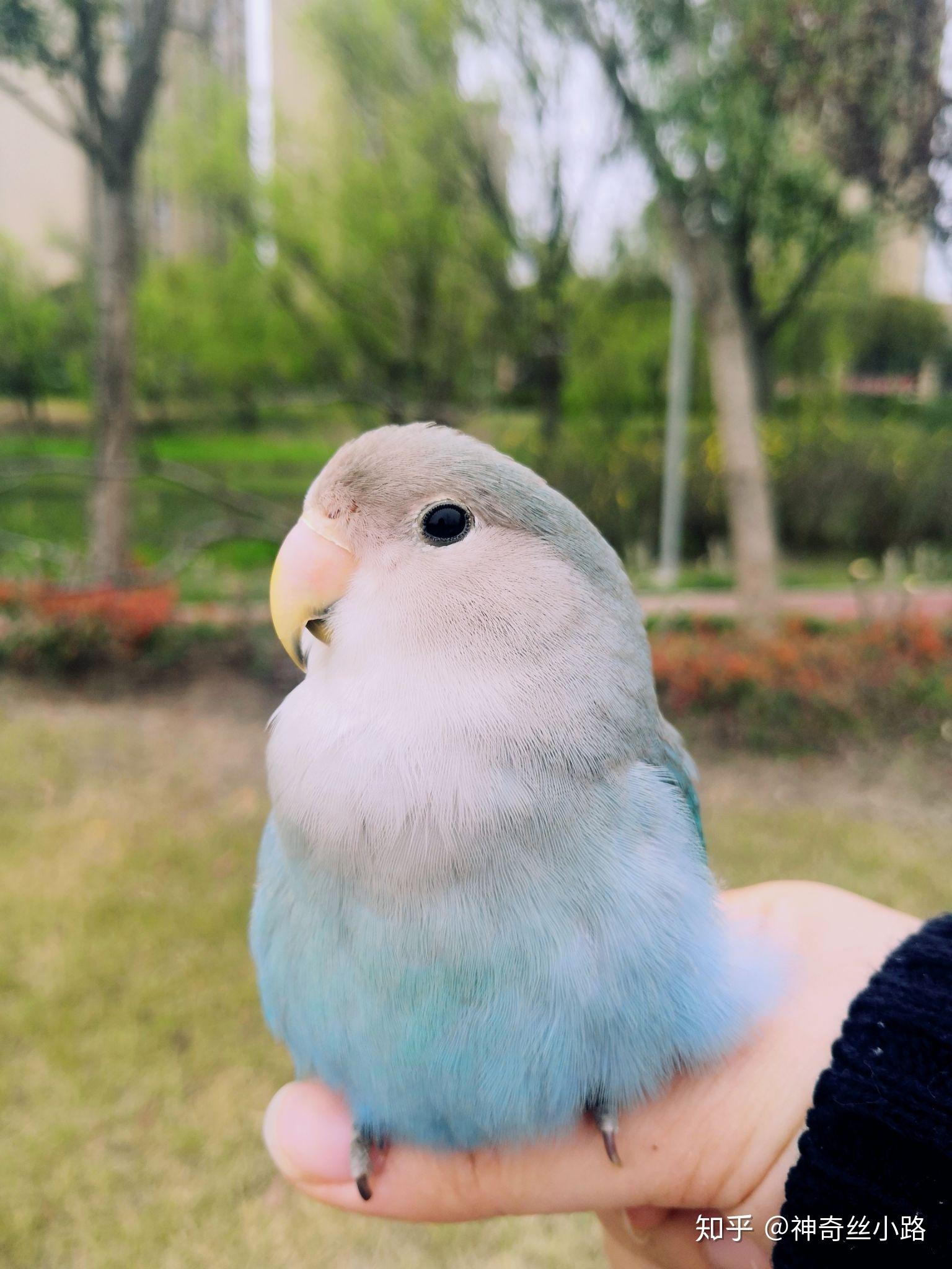 大家有养过牡丹鹦鹉的嘛?都喜欢哪种品种呢? - 知乎