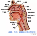 新生儿鼻腔狭窄图片