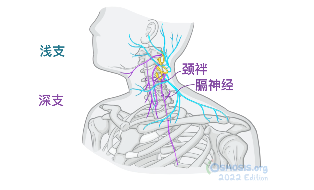 人体解剖学基础:颈丛 - 知乎