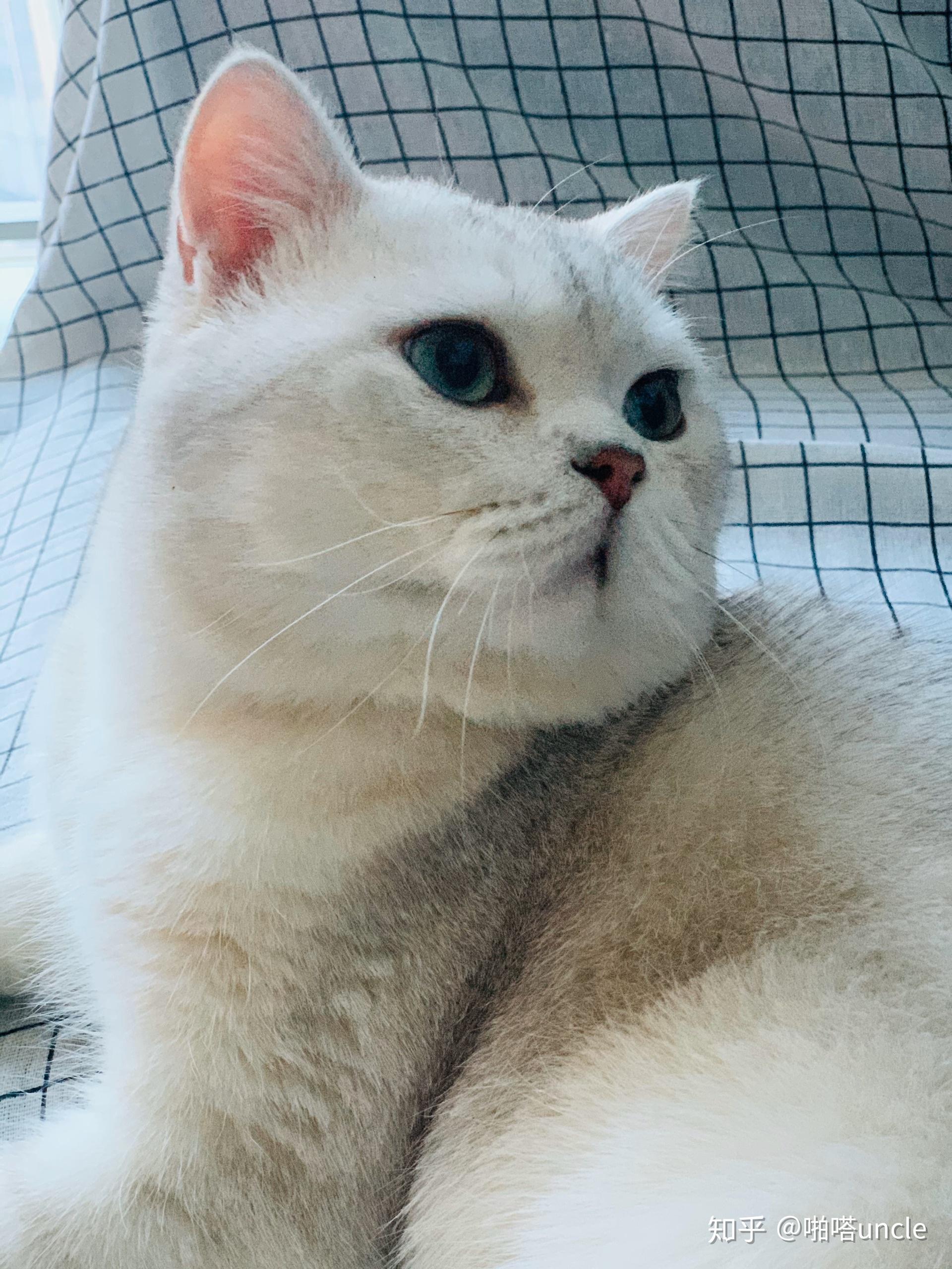 养一只银渐层鱼骨斑是怎样的体验