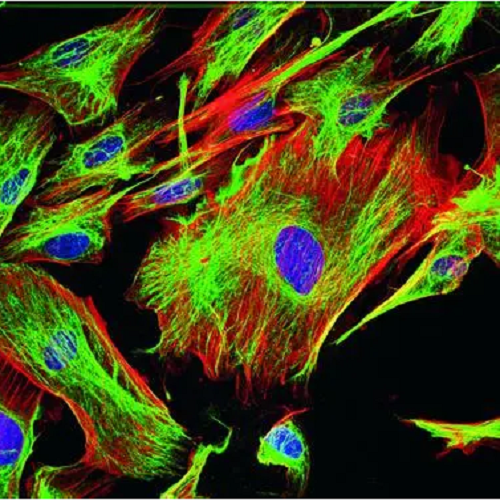 sir硅罗丹明荧光染料激发波长652nm,发射波长 674nm