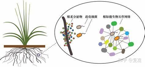 根际微生物和根际土壤微生物区别? - 知乎