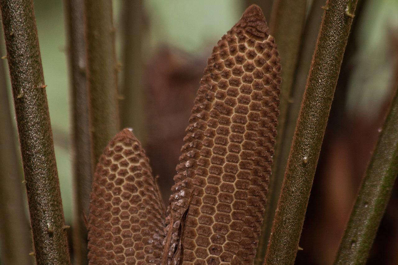 3. 苏铁养护要点