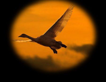 孤雁● 紫霞● 抽烟女