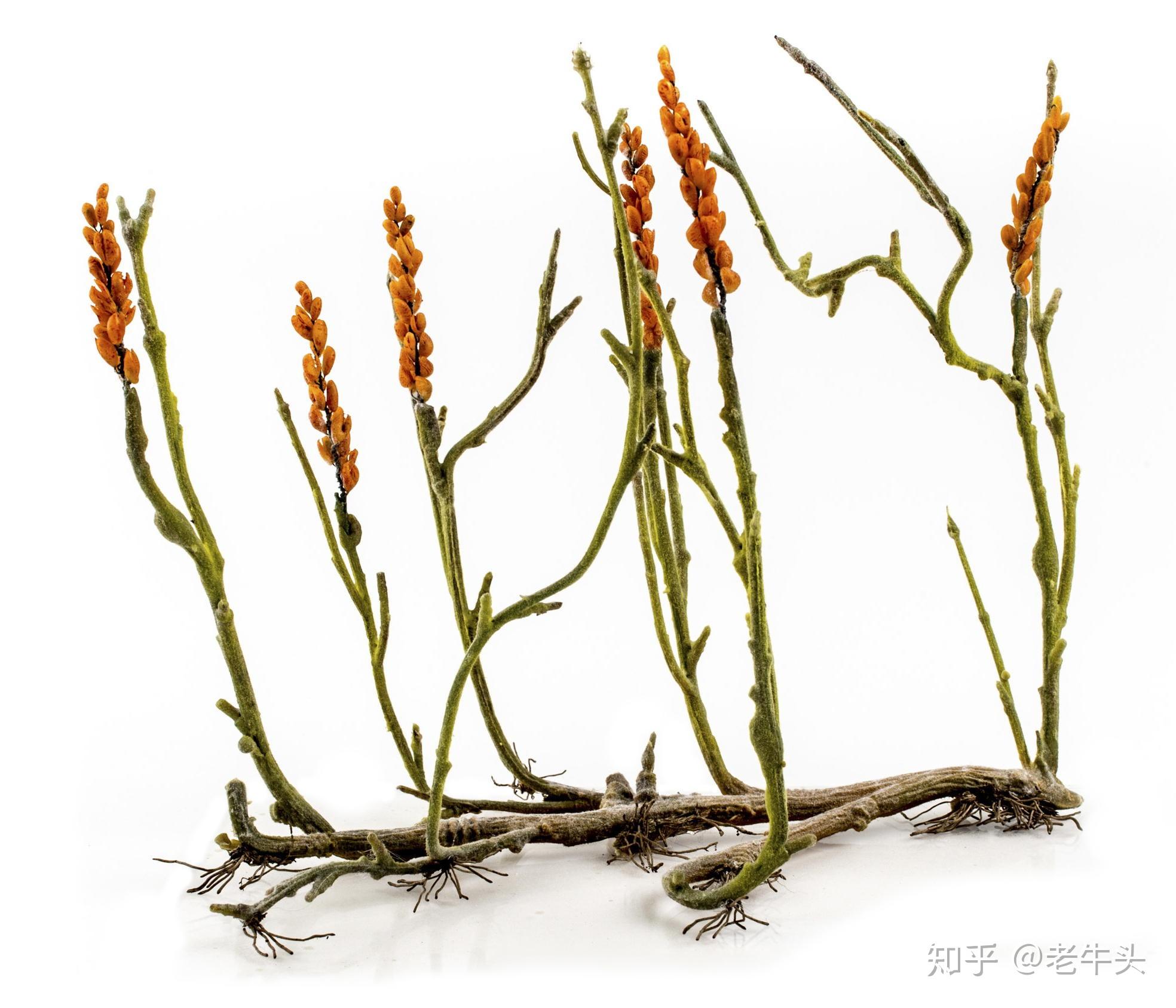 植物是怎么分类的? - 知乎