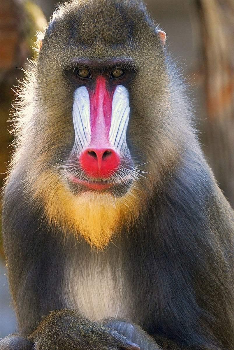 红鼻子猴子图片
