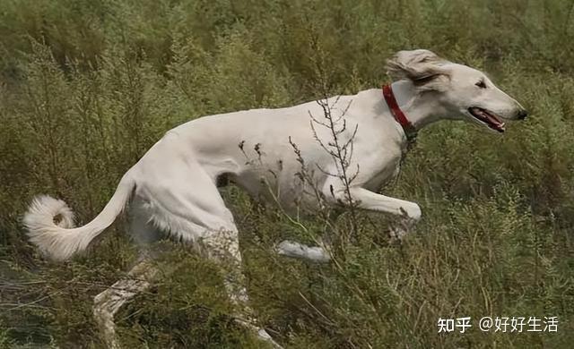 “山东细犬”——真正的华夏名狗,养过的都欲罢不能! - 知乎