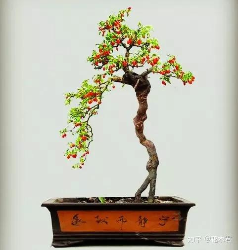 枸杞盆景为何开花多结果少或者开花不结果？ - 知乎