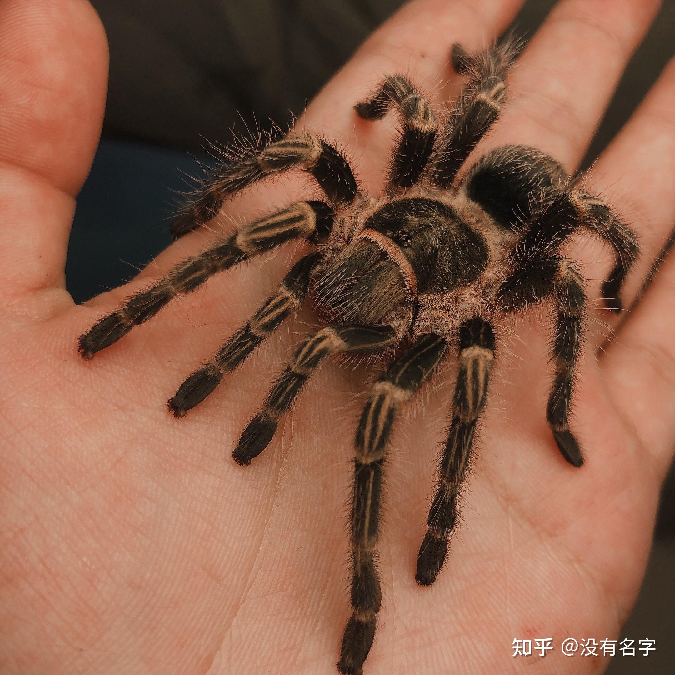 你拍过最满意的巴西巨人金直间照片是那张