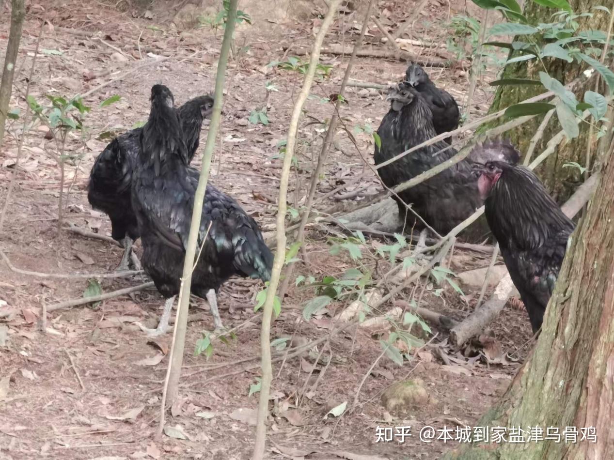 盐津乌骨鸡怎么分辨公母 - 知乎