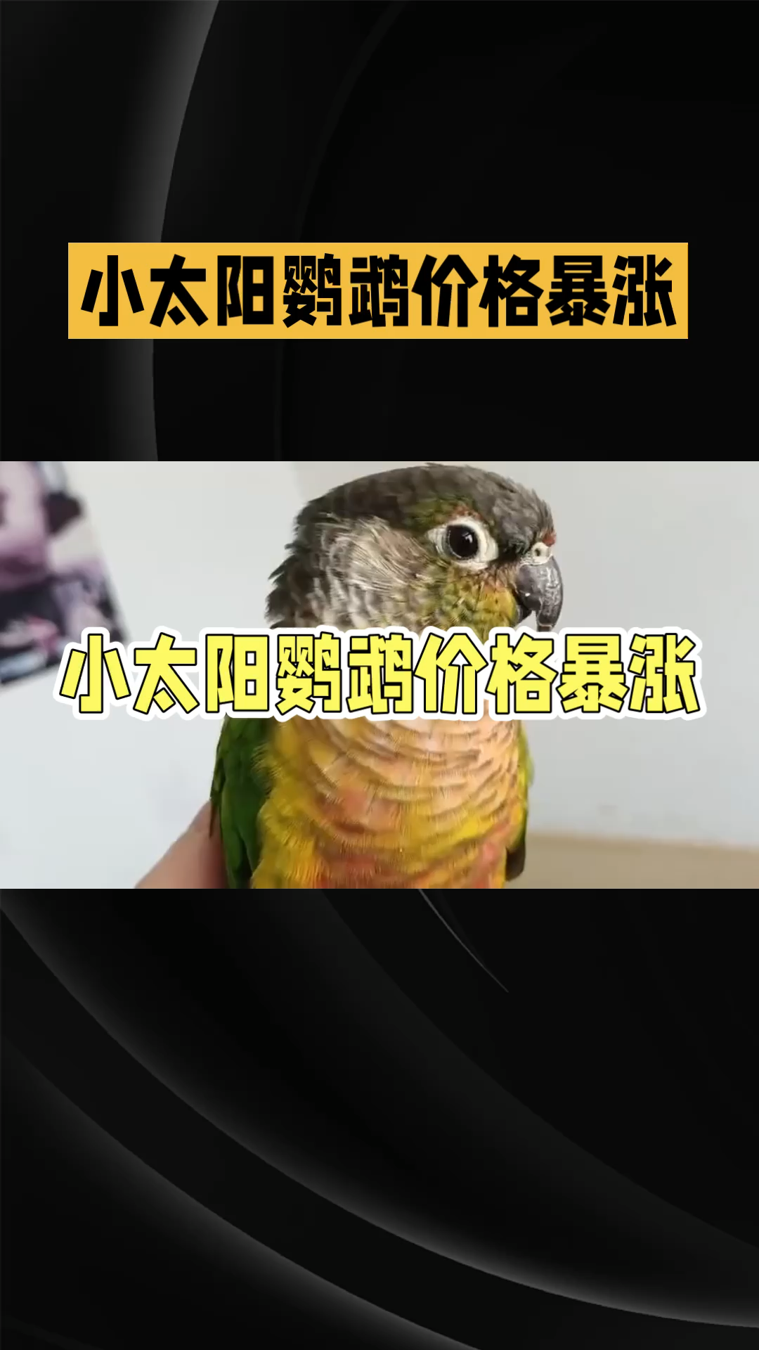 小太阳鹦鹉价钱图片