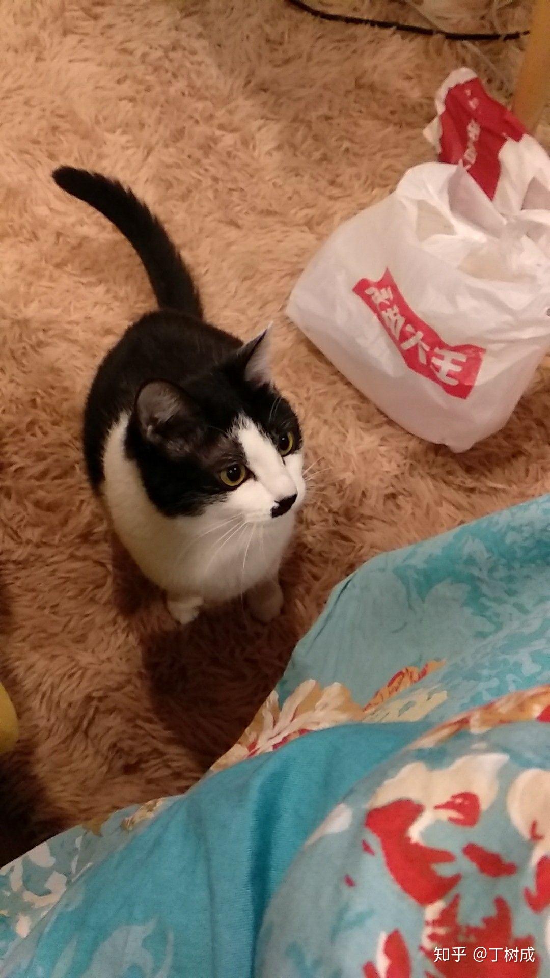 有哪些特别的猫咪让你印象特别深刻的