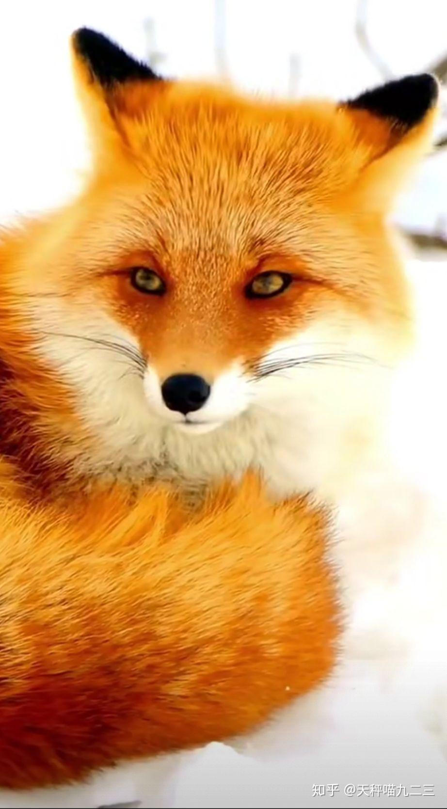 有没有美丽的狐狸狸图片,可以分享一下嘛! - 知乎