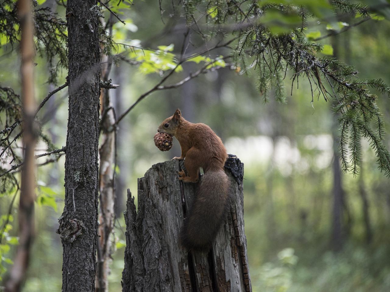 4. 马年吉祥物特点