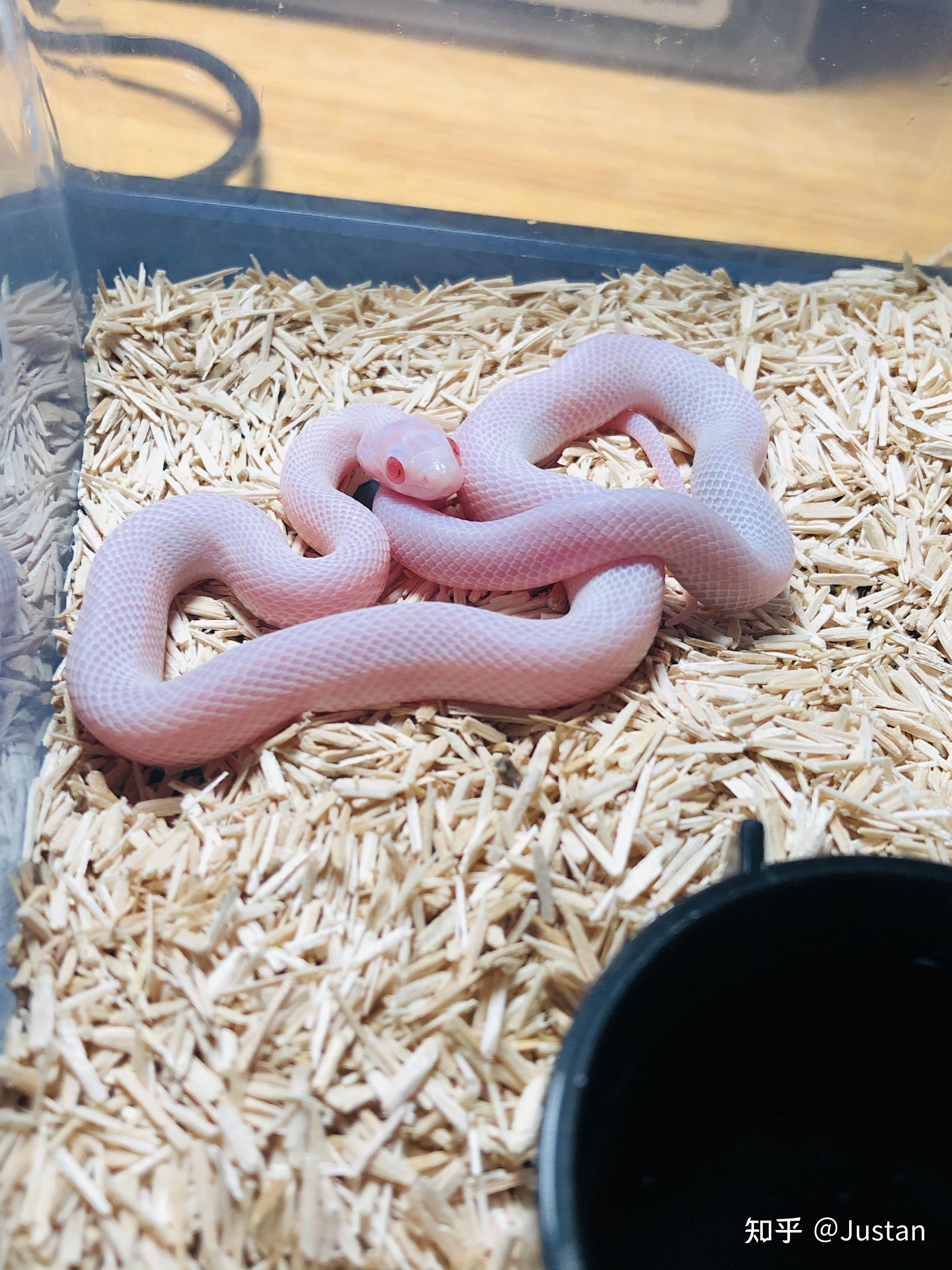 在哪里可以买到宠物玉米蛇