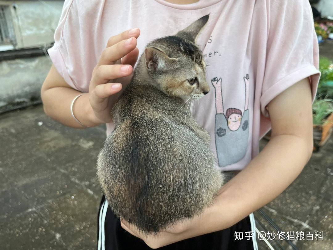中华神猫之“雀猫”,为什么说是猫界“大哥”?这几点太优秀了 - 知乎