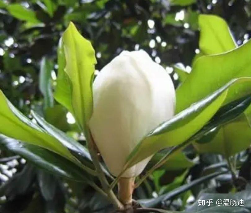 玉兰树 - 知乎