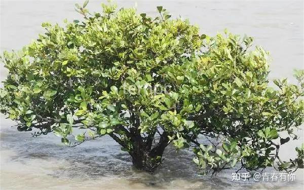 可以食用的野果树种-海榄雌 - 知乎