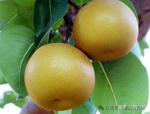 梨采后系列——梨品种 秋子梨类 - 知乎