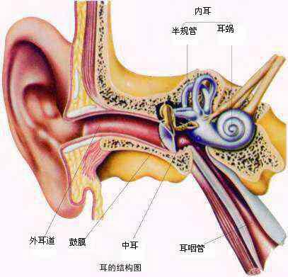人類內耳的生理結構和功能?