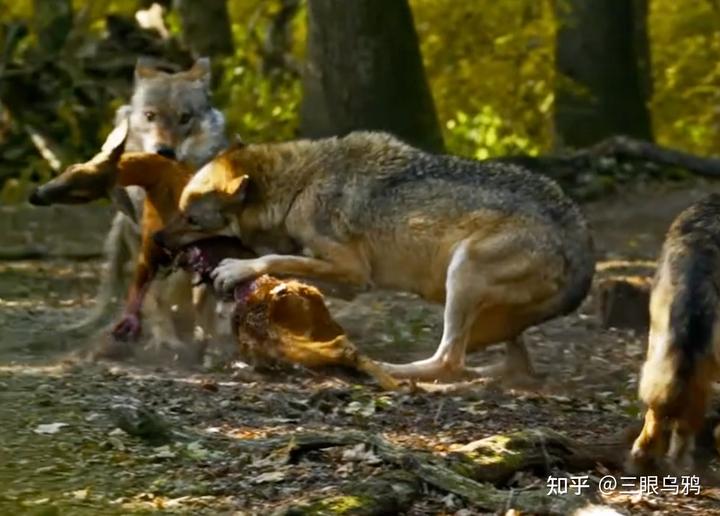如果将 20 只狼和 500 只鹿放进同一孤岛，最后谁能活下来？