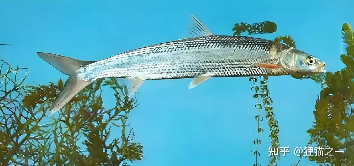 号称“长江最神秘的生物”!鳤鱼重现江湖,长江禁渔再次立奇功! - 知乎
