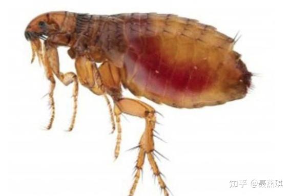 家里有跳蚤怎么消除