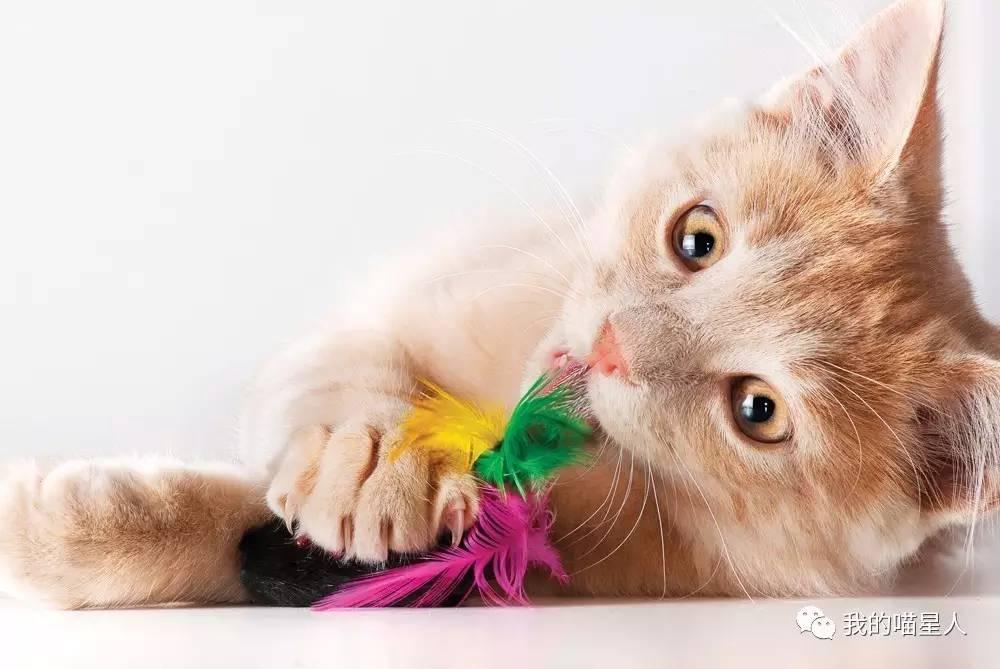 小猫怎么养?如何科学喂养幼猫? - 知乎