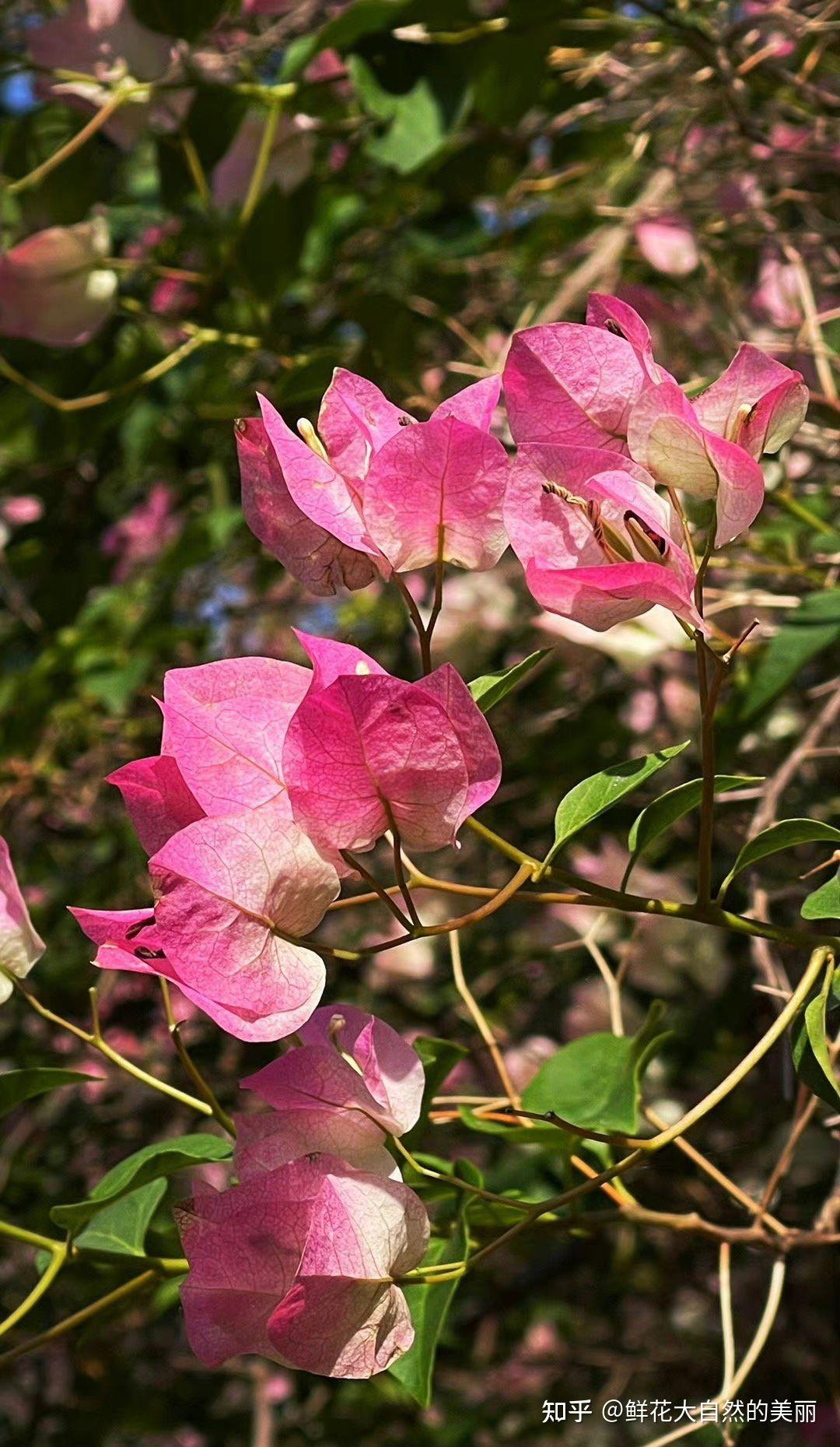 請問三角梅和,光葉子花以及葉子花是同一種植物嗎 ?