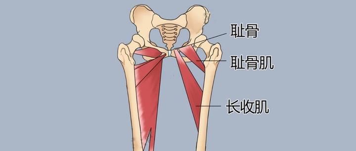 【髖內收肌】大收肌,長收肌,短收肌,恥骨肌,股薄肌