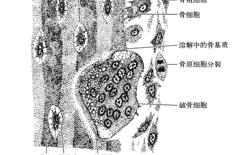 结缔组织概述 - 知乎