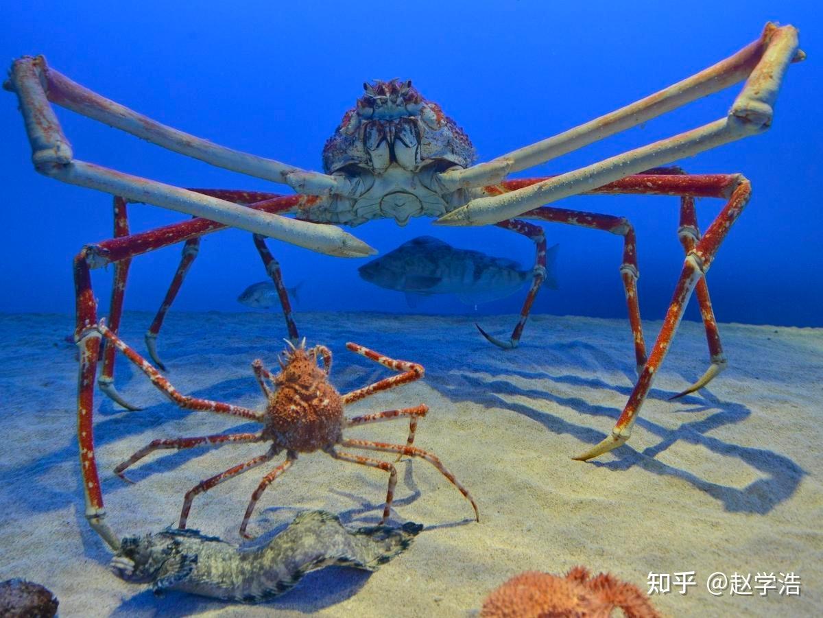 大型蜘蛛蟹吃博比特虫图片