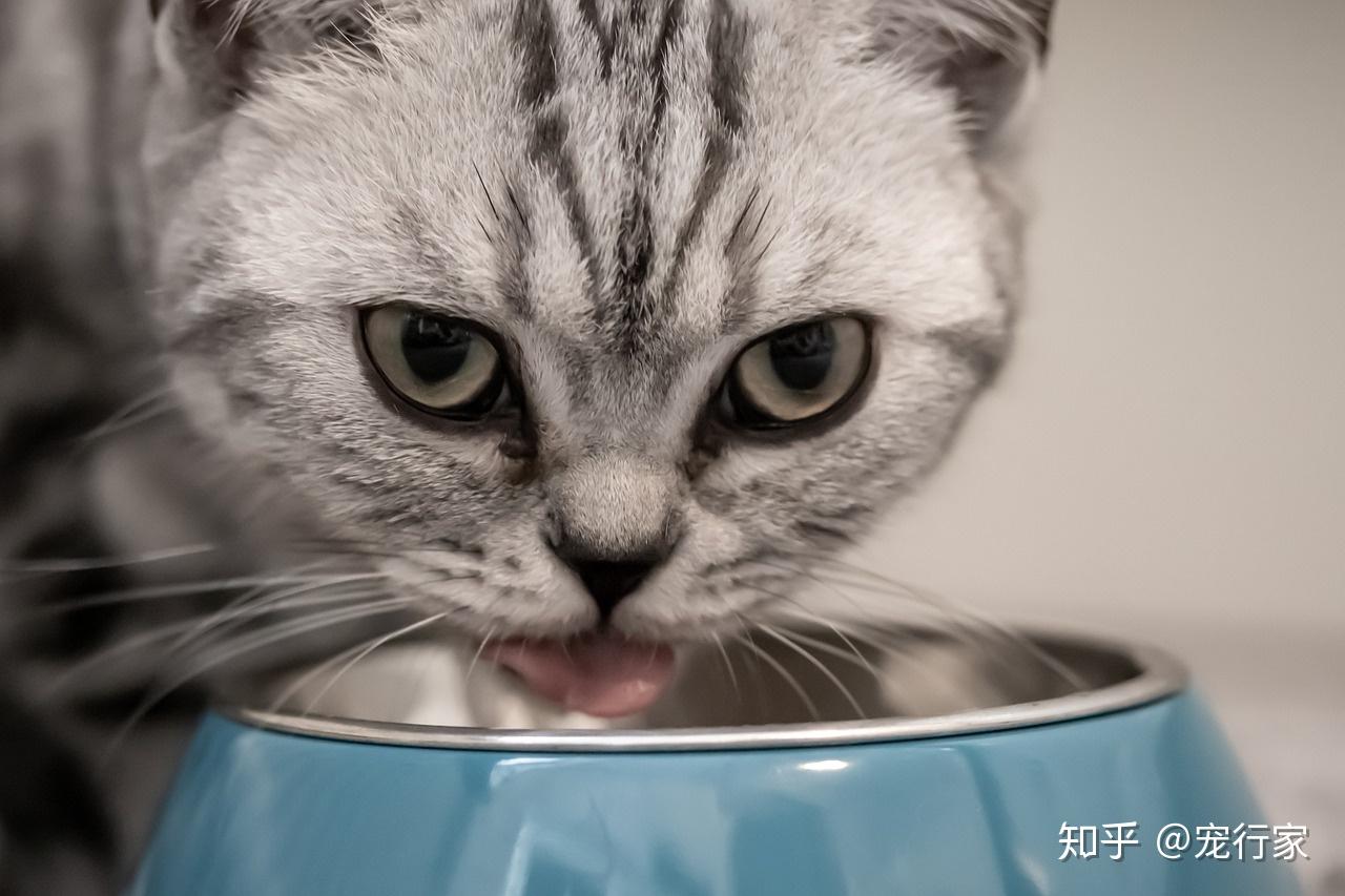 从猫的消化道生理谈:猫咪为什么更适合“少食多餐”的饮食模式? - 知乎