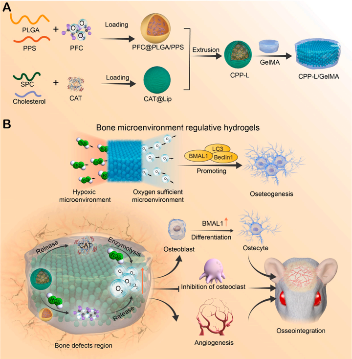 《Bioactive Materials》:骨微环境调节型水凝胶清除ROS和延长产氧增强骨修复 - 知乎