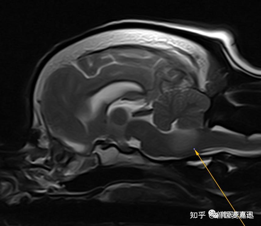 1分钟读懂前庭综合征(Vestibular disease) - 知乎