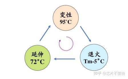 pcr三次循环过程图图片