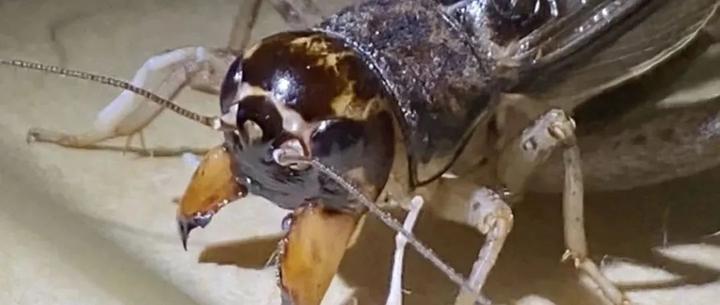 蟋蟀分享:开花麻头,紫黄