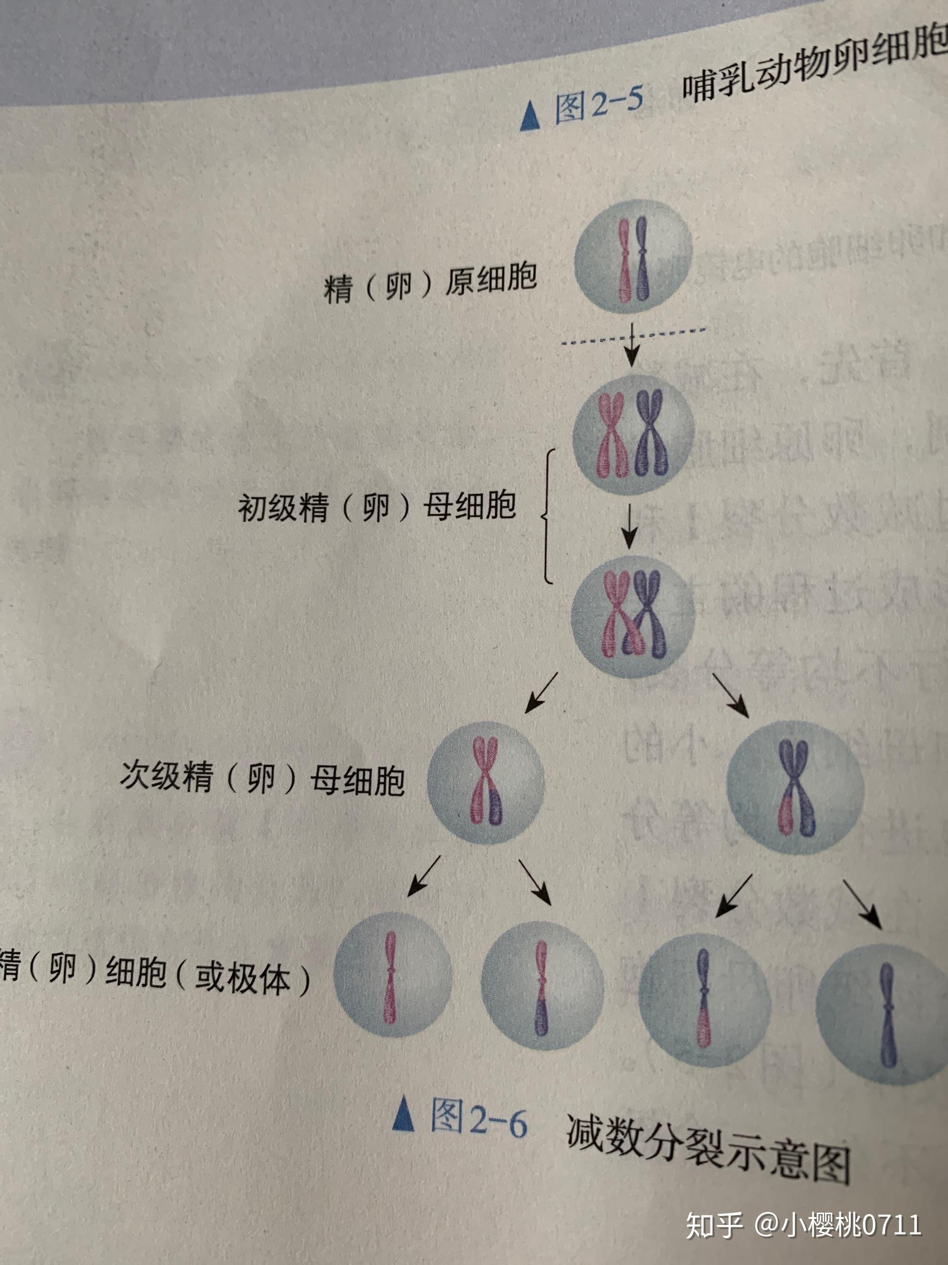 生殖细胞和体细胞分裂时有什么区别求详细解答有条理