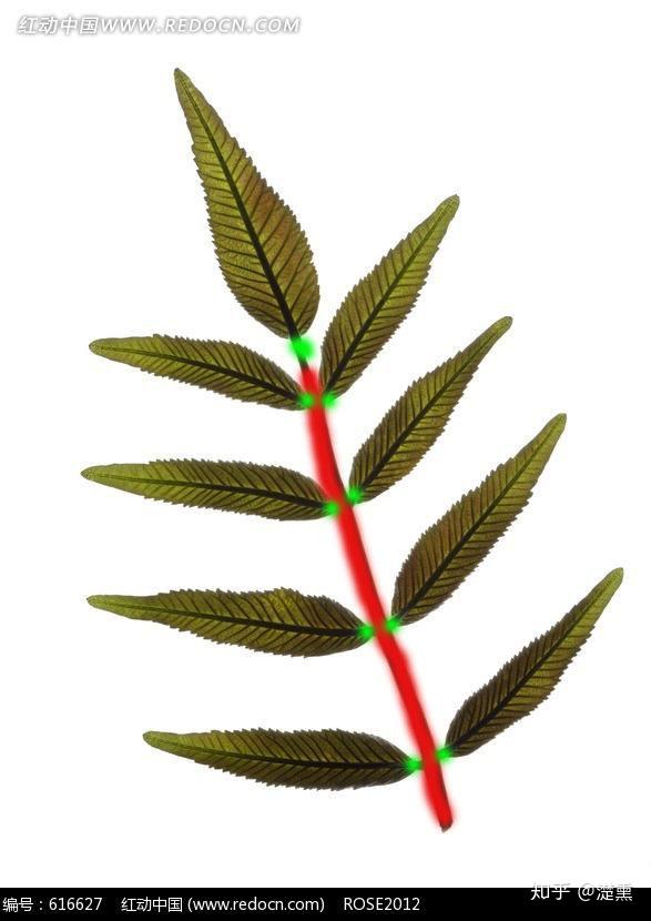 如何区分单叶和复叶? - 知乎